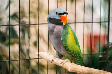 Obraz premium Lord Derby's Parakeet Or Psittacula Derbiana, Also Known As Derbyan Parakeet.