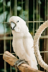 White Cockatoo Or Cacatua Alba, Also Known As The Umbrella Cockatoo