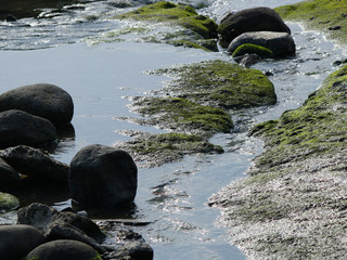 Wet slicky green stones with water on a rocky sea shore