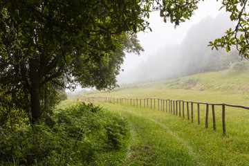 Pathway entering in a misty green forest