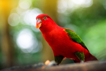 Red Lory parrot eating fruit