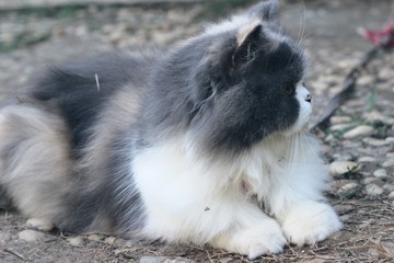 Persian cat breed, gray and white lovely.