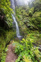 Fototapeta na wymiar Madeira waterfall in Laurisilva forest