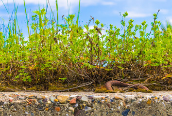 The grass grows on concrete