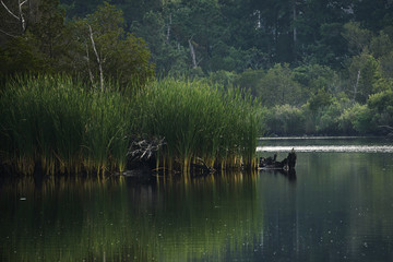Reeds on the River Bank