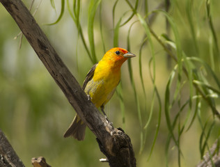 Western Tanager