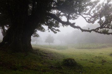 Misty laurel forest in Madeira
