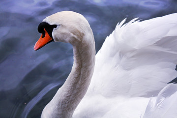 White swan