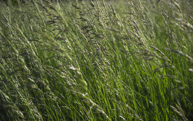 Many fine spikelets and green grass herbs.