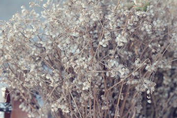Dry flowers at beautiful in the nature.