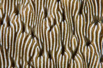 Fototapeta premium Coral Abstract in Indonesia