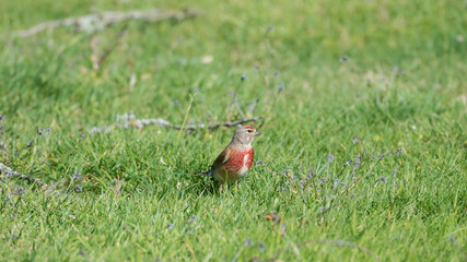Common Linnet, finch, red bird in springtime on the grass 