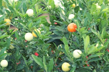 The red cherry peppers on the tree.