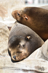 Fototapeta premium Seals