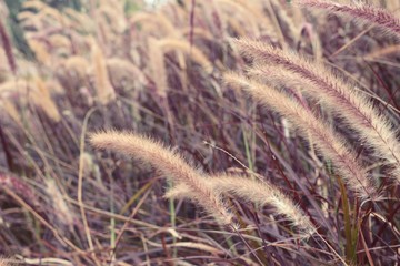 grass flowers in the nature.