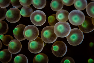 Abstract of Anemone Tentacles on Reef in Indonesia