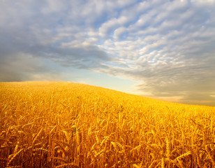 Fototapeta premium wheat field and clouds