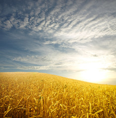 Naklejka premium wheat field and clouds