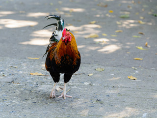 Close up Thai rooster.