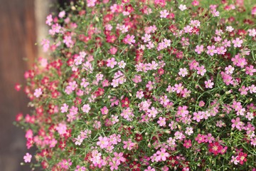 Obraz na płótnie Canvas Pink gypsophila flower beautiful in the nature.