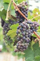 Fototapeta premium Fresh grapes in the vineyard.