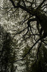 Fototapeta premium korony drzew niebo 