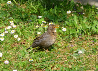 Photo of a female blackbird sunbathing in the grass