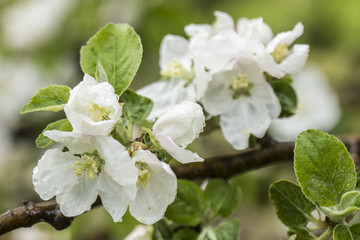 Beautiful blooming apple tree branch with rain drops. Close-up.