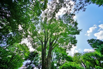 Fototapeta premium 緑の公園