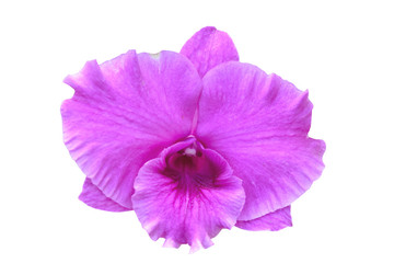 pink orchids flower with clipping path.