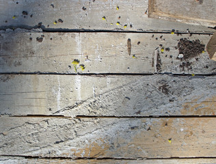 dirty wood texture with small plants