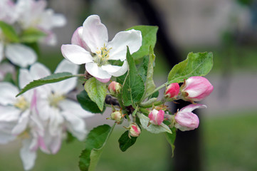 White flowers of apple-tree