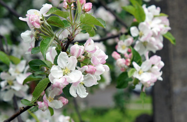 Branch of apple-tree white flowers