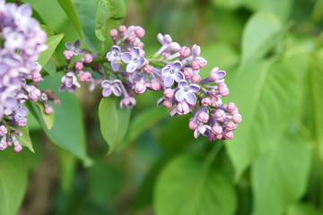 Fototapeta na wymiar Branch of a blossoming lilac