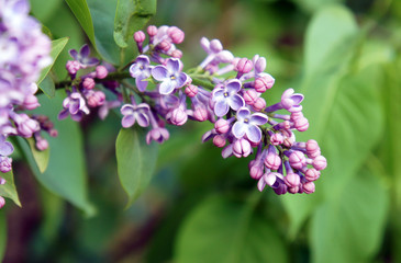 Branch of a blossoming lilac