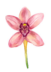 Fototapeta na wymiar Watercolor pink orchid