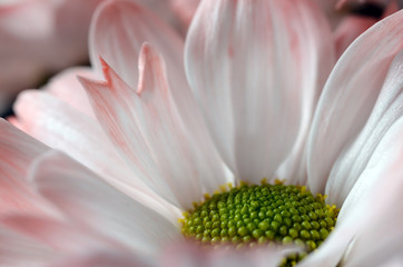 Flower bouquet background