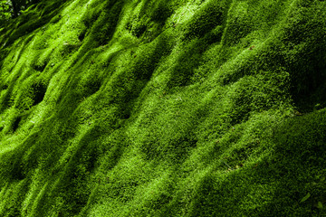 常寂光寺：苔の斜面