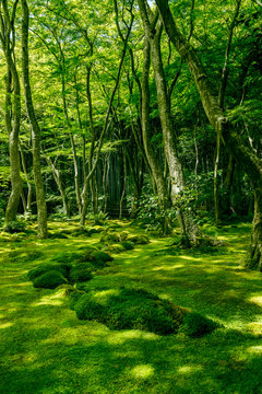 祇王寺の苔の庭園