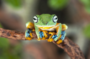 Frogs
