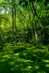 祇王寺の苔の庭園
