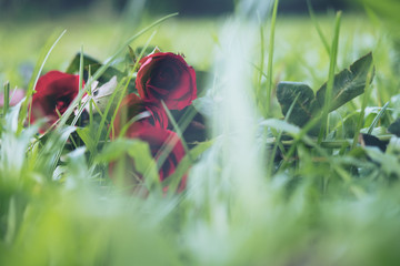 Red color roses flower on green grass field with nature background