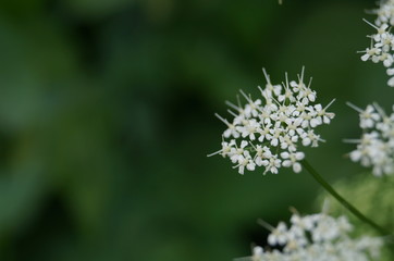 miniatura de una flor