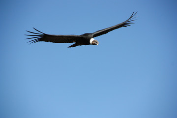 Condor dans le ciel du canyon de Colca au Pérou