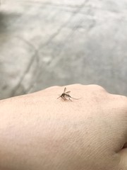 mosquito sucking blood on human skin.