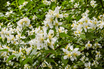 Obraz na płótnie Canvas photographed close-up of white jasmine flowers