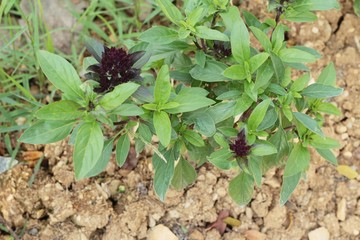 Basil in the garden
