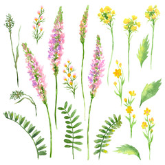 Raster watercolor set of field plants and flowers. Nature, outdoor and rustic themes, design element, printed goods and stationery.