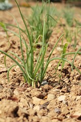 Green onions in the garden.