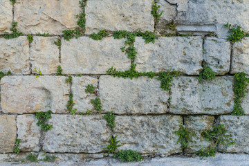 aged stone brick wall with green ivy leaf texture in Matera, Italy as background